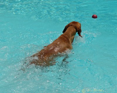 Lily swims to ball