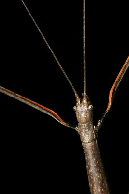 northern_stick_insect