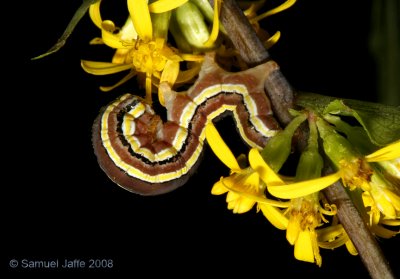 Trichordestra legitima (Striped Garden Caterpillar)