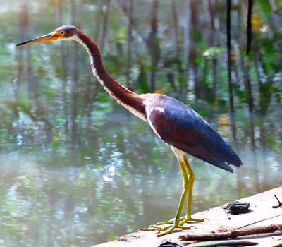 Tricolor Heron