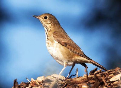 Thrush