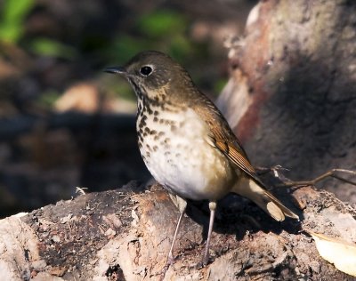 Wood Thrush