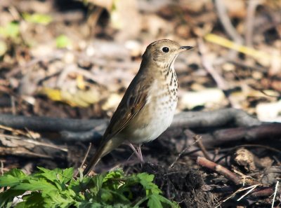 Thrush