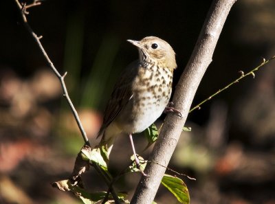 Thrush