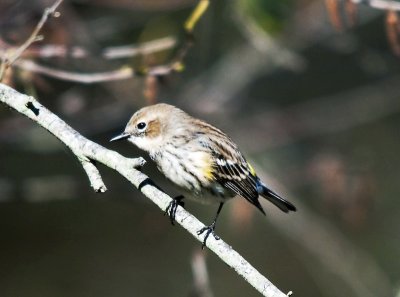 Yellow Rumped Warbler