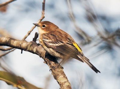 Yellow Rumped Warbler