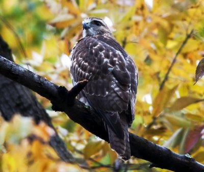 Red-Tailed Hawk (juvenile)