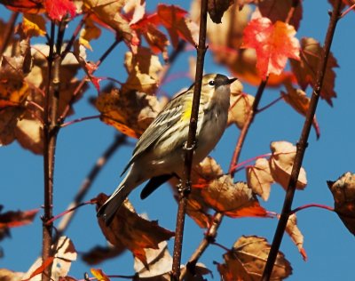 Yellow Rumped Warbler