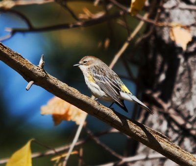 Yellow Rumped Warbler