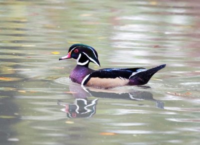 Wood Duck (male)