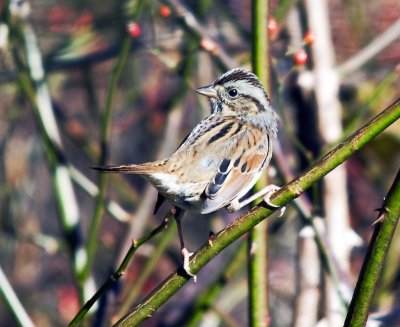 Swamp Sparrow