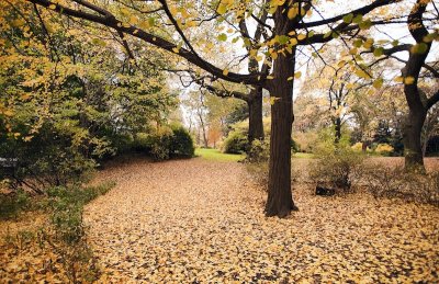 Central Park (NYC), Fall 2009