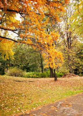 Central Park (NYC), Fall 2009
