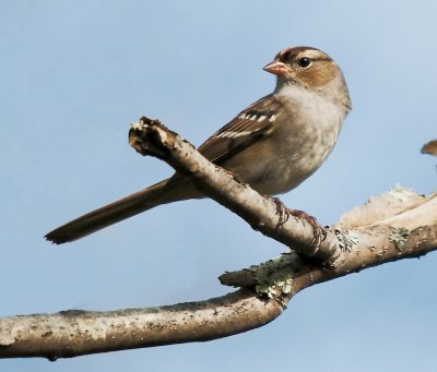 White-crowned Sparrow