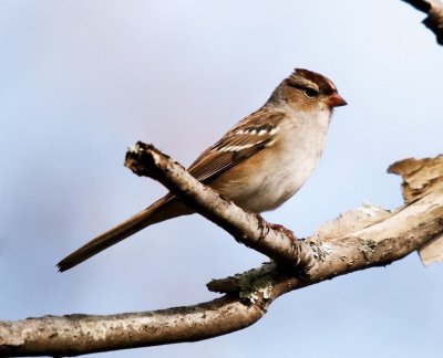 White-crowned Sparrow