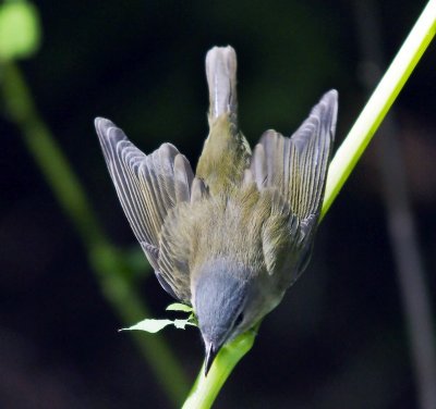 Red-eyed Vireo