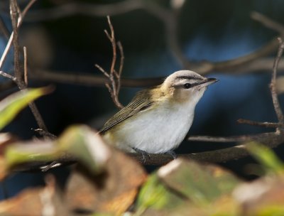 Red-eyed Vireo