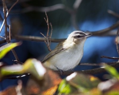 Red-eyed Vireo