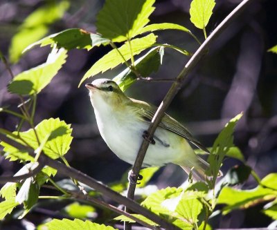 Red-eyed Vireo