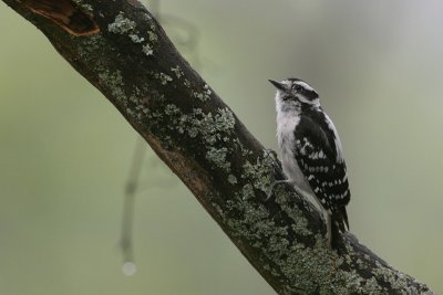 Downy Woodpecker (<i>Dryobates pubescens</i>)