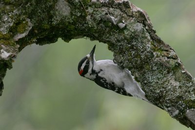 Hairy Woodpecker (Leucotonopicos villosus)
