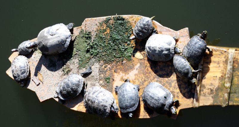 floating turtles