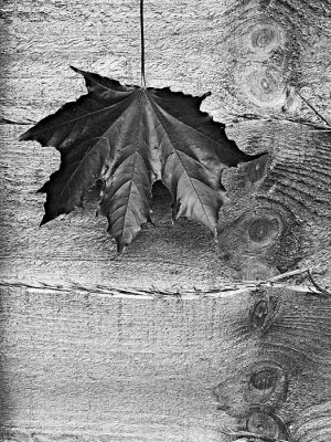 4th Place - Leaf and Fenceboard by Martin46