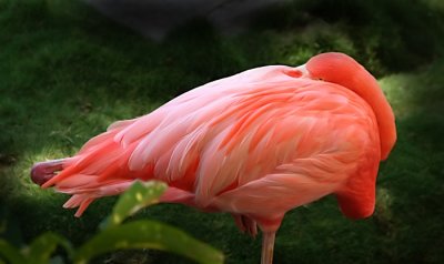 5th- Flamingo by CJ in CA