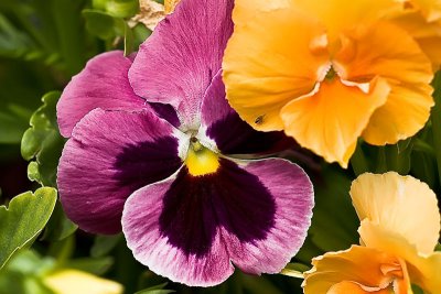 Pansy Power