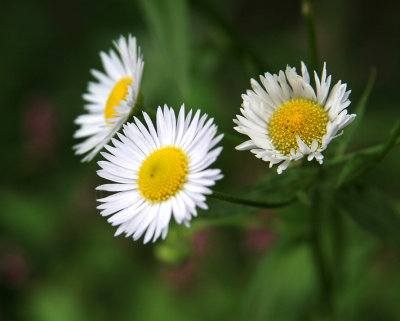 Three little daisies  *