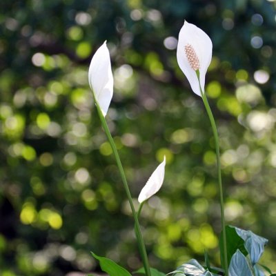 3 Peace Lilies