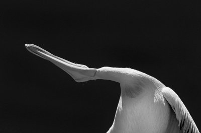 Pelican *