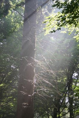 forest * light
