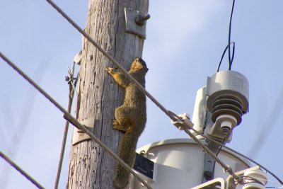 Squirrel Power