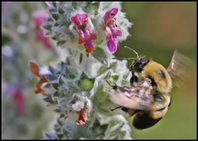 Bee Happier