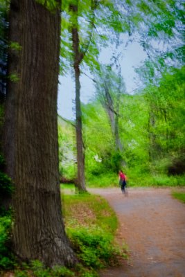 Woodsy Path