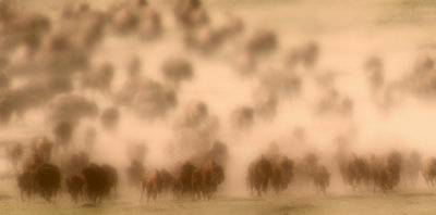 The Thundering Herd