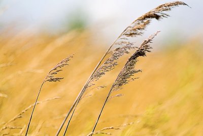 Against the wind