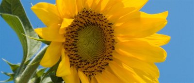 Sunflower (2)