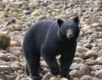 Black Bear