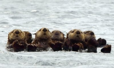 Sea Otters