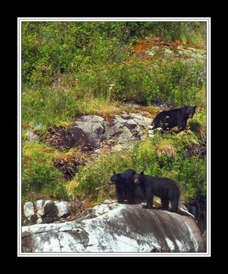 3 bears.jpg