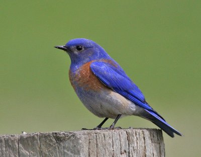 Bluebirds, Thrushes, New World Robins