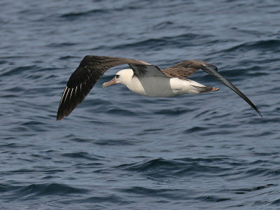 Laysan Albatross