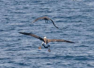South Polar Skua harassing Laysan Albatross