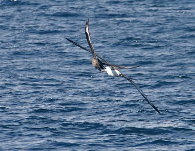 South Polar Skua harassing Laysan Albatross