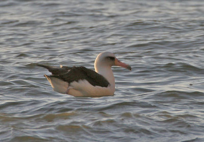 Laysan Albatross