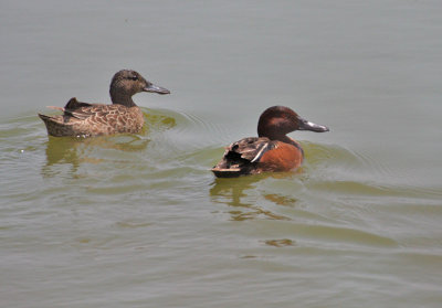 Cinnamon Teal