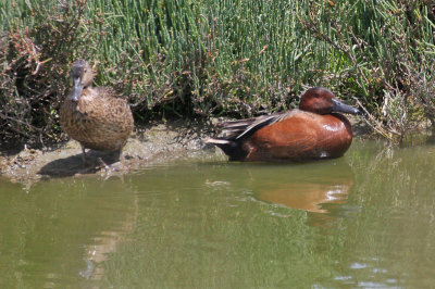 Cinnamon Teal