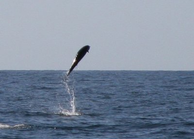 Northern Right Whale Dolphin